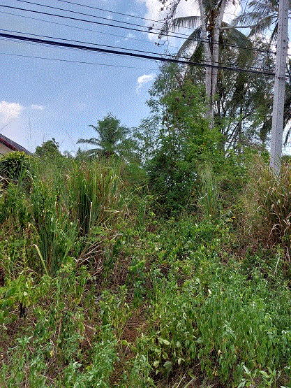 ที่ดินหลุดจำนอง ธ.ธนาคารกรุงเทพ อ่าวลึกใต้ อ่าวลึก กระบี่