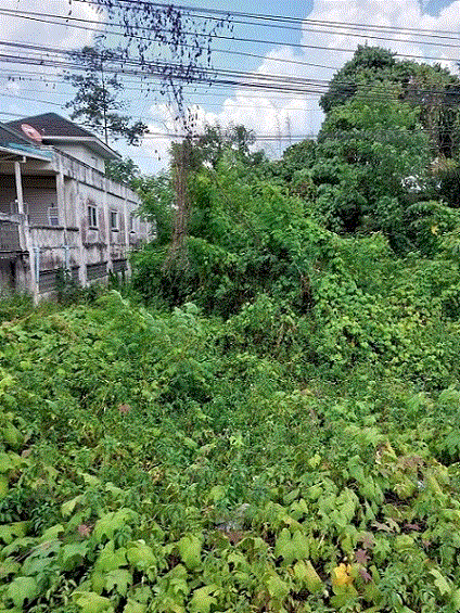 ที่ดินหลุดจำนอง ธ.ธนาคารกรุงเทพ อ่าวลึกเหนือ อ่าวลึก กระบี่